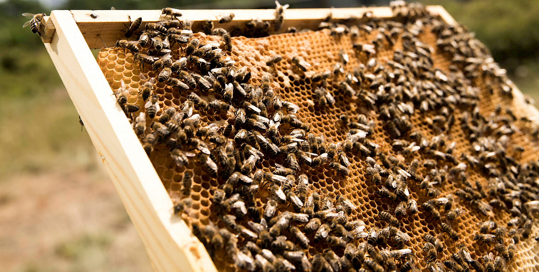 In harmony with the environment